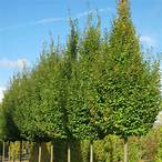 carpinus bet frans fontaine